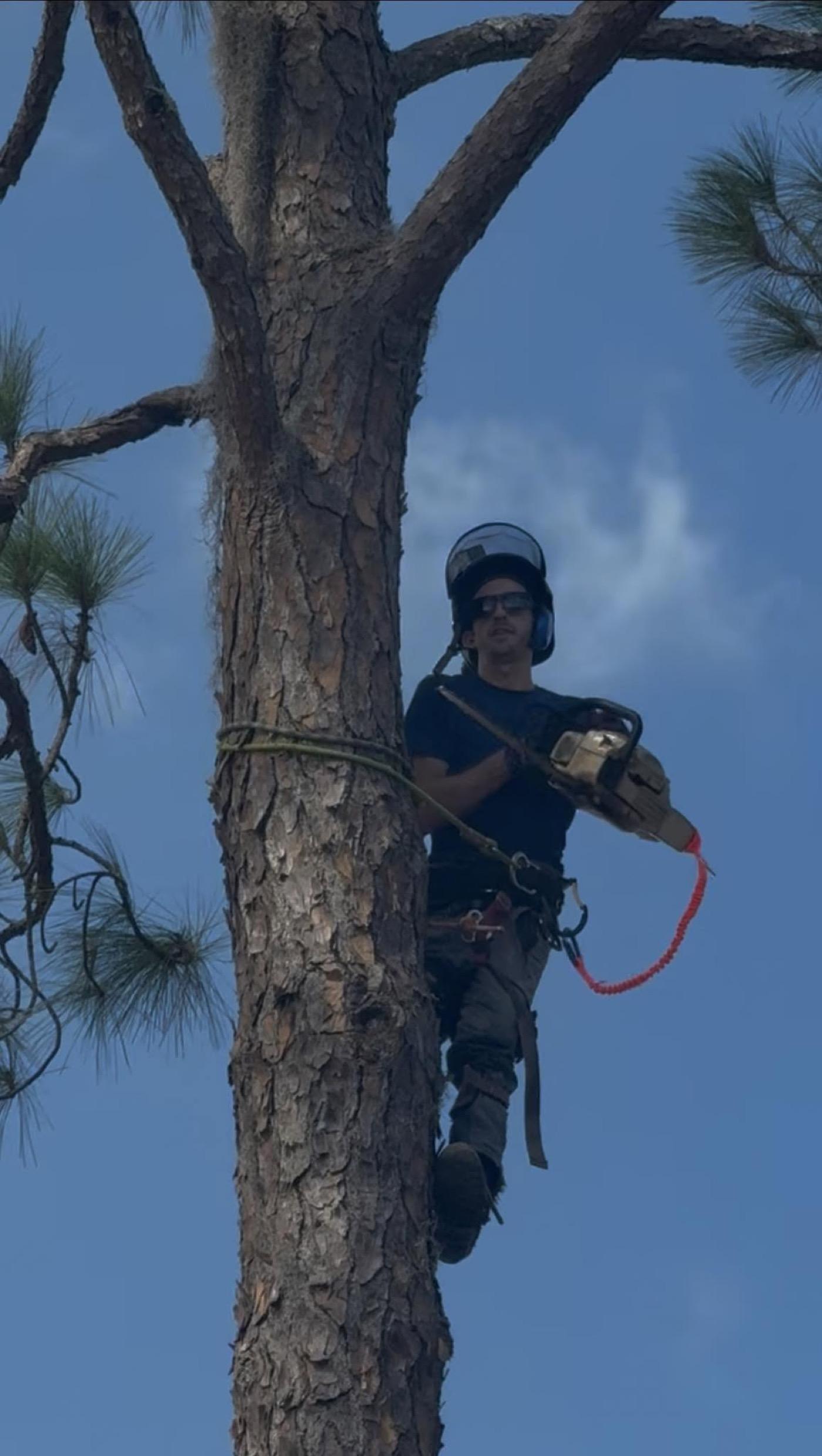 Have Faith Trees climber roped into a tall pine with a chainsaw during a removal in St. Augustine, FL